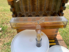 Honey being collected in a bucket